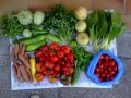 2012-08-08-legumes