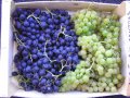 2012-09-26grand_panier_fruits