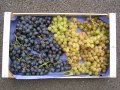 2012-10-17grand_panier_fruit­s